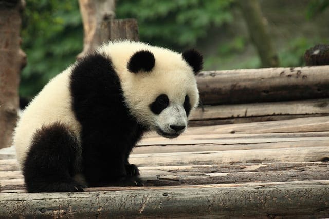 pandas for data analysis