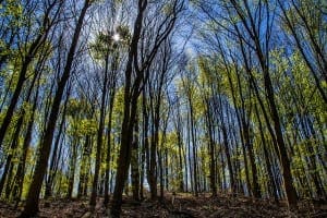 Tune Random Forest in R