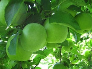 Ensemble Machine Learning Algorithms in Python with scikit-learn ...