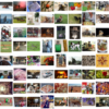 Sample of Images from the ImageNet Dataset used in the ILSVRC Challenge