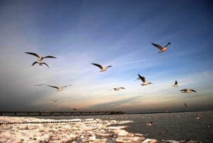 Learning Vector Quantization For Machine Learning