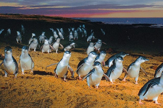Phillip Island Penguin Parade