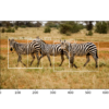 Photograph of Three Zebra Each Detected with the YOLOv3 Model and Localized with Bounding Boxes