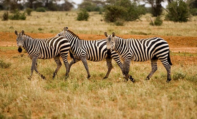 Photograph of Three Zebras