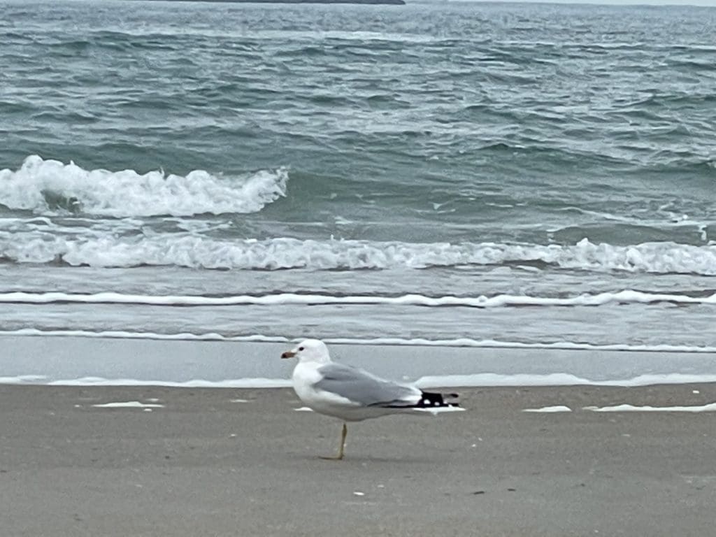 Picture of sea waves and a bird