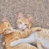 Running Stable Diffusion with Python himanshu-choudhary-RLo7QtKLyAY-unsplash
