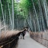 Building a Seq2Seq Model with Attention for Language Translation esther-t-ZVsAufJ60Mc-unsplash