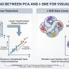 mlm-chugani-pca-vs-tsne-visualization-feature